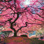 Puzzle Anatolian - Pink Tree, 1000 piese (1037), Anatolian