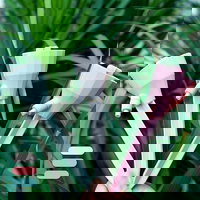 Dispozitiv de udare automata ghivece de flori . Engros,