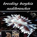 Breeding Berghia Nudibranches the best kept secret - Dene Banger, Dene Banger