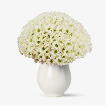 Buchet de 45 crizanteme albe - Standard, Floria