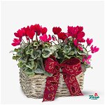 Aranjament floral cyclamen in ghiveci - Plante de apartament - Standard, Floria