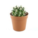 Planta pentru interior, Echinocactus Grusoni cactus, D 6.5 cm, Dracula