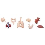 Figurina - Organele corpului uman - Mai multe modele | Safari, Safari