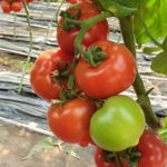 Seminte de tomate semideterminate Melanet F1, 500 sem