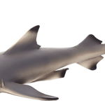 Figurina rechin negru de recif mojo, Mojo