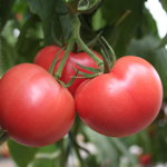Seminte de tomate Mamston F1 500 seminte