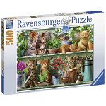 Puzzle Pisici Pe Raft, 500 Piese, Ravensburger