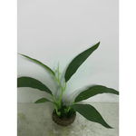 Decor pentru acvariu Enjoy Planta plastic 15cm 15312, Enjoy