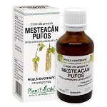 Extract din Amenti de Mesteacan pufos 50 ml, PlantExtrakt