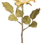 Trandafir englezesc crem artificial 30 h