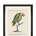 Tablou Framed Art Parrots Of Brasil IX, 40 x 50 cm
