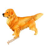 Golden Retriever - Roscat, 