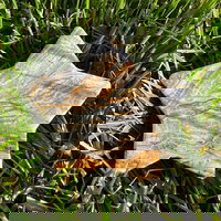 Jasp albina / bumblebee stea m2, druzy.ro - Cristale, Home Deco