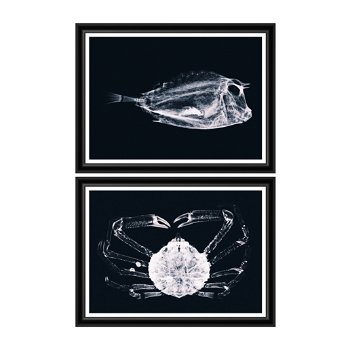 Tablou 2 piese Framed Art X Ray Ocean Species