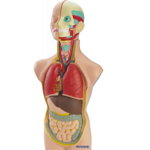 Set Anatomia Umana 50 cm, Miniland
