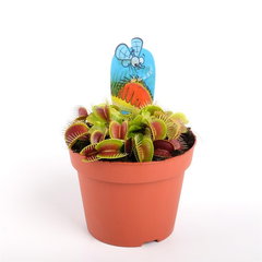 Planta carnivora Capcana lui Venus (Dionaea muscipula), planta de interior cu capcane active pentru insecte - 10 cm - 10 cm inaltime |  ghiveci 1.2 l, Verdena