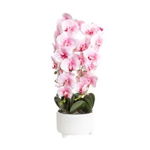 Orhidee cu aspect natural in ghiveci ceramic alb, diametru 22cm, H 70 cm / CD5147_Roz-pal, 