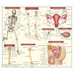 Plansa Anatomia omului. Volumul II - Mariana Bodea
