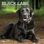 Black Labrador Retrievers - Schwarze Labradore 2020 - 18-Monatskalender mit freier DogDays-App (Browntrout Wandkalender)
