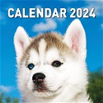 Calendar de perete 2024, 12+1 file Caini, Litera