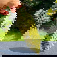 Serpentin leopard dublu varf m2, druzy.ro - Cristale, Home Deco