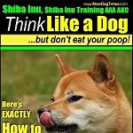 Shiba Inu, Shiba Inu Training AAA Akc