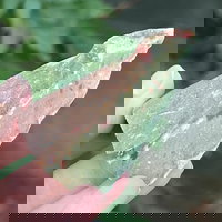 Sardonix rosu India piatra bruta m2, DRUZY