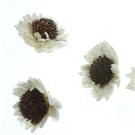 Cap floarea-soarelui ming alba 4cm 4 set, Galeria Creativ