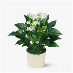 Anthurium alb - Plante de apartament - Standard, Floria