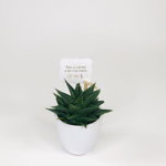 Cactus Suculenta Haworthia in vas ceramica | Plante Cadou, Plante Cadou