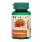 Ganoderma comprimate, Dacia Plant