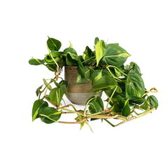 Philodendron Brasil, 25 cm, planta de interior curgatoare cu frunze verzi si galbene, decor tropical usor de ingrijit - 25 cm lungime |  ghiveci 1.2 l, Verdena