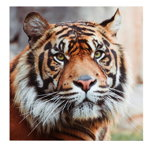 Tablou portret tigru de Sumatra - Material produs:: Poster pe hartie FARA RAMA, Dimensiunea:: 80x80 cm, 