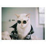Tablou pisica alba cu ochelari - Material produs:: Tablou canvas pe panza CU RAMA, Dimensiunea:: 60x80 cm, 