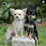 Chihuahuas - 2024 Square Wall Calendar, 