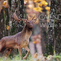 Calendar de birou 2026 - Wildlife                    

                                            Alias Publishing