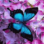 Pictura pe numere - Fluture albastru pe flori, 40 x 50 cm, 