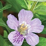 Wildflowers of the South & Southeast: Your Way to Easily Identify Wildflowers - Jaret C. Daniels, Jaret C. Daniels