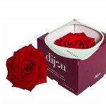 Trandafir ROSU Natural Criogenat Premium cu diametru 10cm + cutie cadou, 