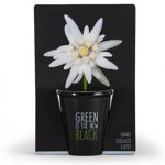 Kit pentru plantat cu seminte de floare de colt - Green is the New Black