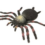 Tarantula flexibila, Jucaresti