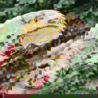 Felie septaria XL m2, druzy.ro - Cristale, Home Deco