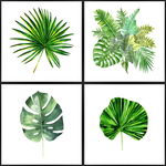 Poster 30x30 cm Monstera - knor, knor