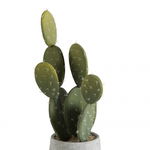 Cactus , Ciment, Verde, 17x17x50 cm, Jolipa