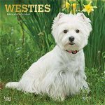 West Highland White Terriers - Westies 2020 - 18-Monatskalender mit freier DogDays-App (Browntrout Wandkalender)