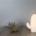 Lampa de veghe - Cactus