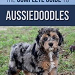 The Complete Guide to Aussiedoodles: Finding, Caring For, Training, Feeding, Socializing, and Loving Your New Aussidoodle, Paperback - Vanessa Richie