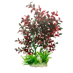 Planta decorativa pentru acvariu Cryptocoryne 15 cm