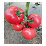 Seminte de tomate HTP-11 500 seminte