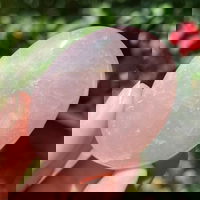 Palmstone cuart roz m2, druzy.ro - Cristale, Home Deco